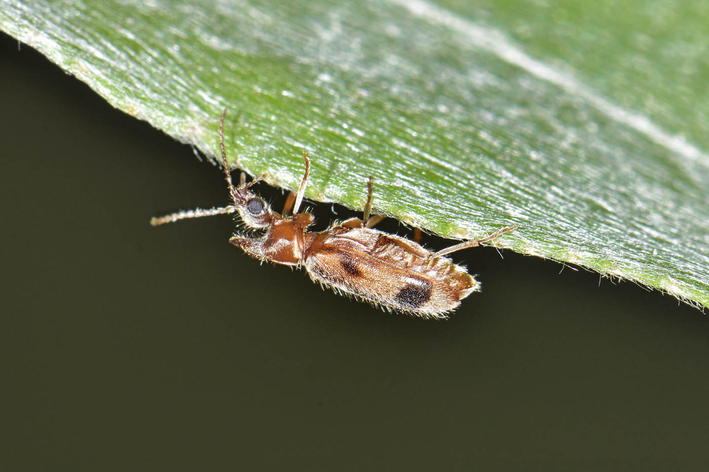 Anthicidae: Notoxus brachycerus? No, N. appendicinus o monoceros